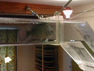 Illustration for article titled Fish Bridge Connects Two Aquariums; if Only Fish Were Smart Enough to Use it